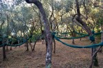 olive harvesting nets