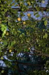 The guest house lemon grove