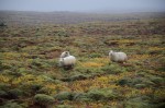 The Icelandic sheep is one of the world's oldest and purest breeds of sheep. Throughout its 1100 years of history, the Icelandic breed has been truly triple-purpose, treasured for its meat, fiber and milk.