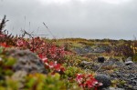 Icelandic flora
