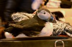 Puffin at the gift shop
