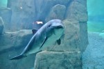 Vancouver Aquarium, harbour porpoise - Jack