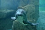 Vancouver Aquarium, harbour porpoise - Jack