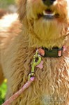 collar and leash set from RHC Pets