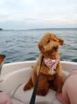 Gracie is a natural on the water