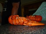 Island lobster